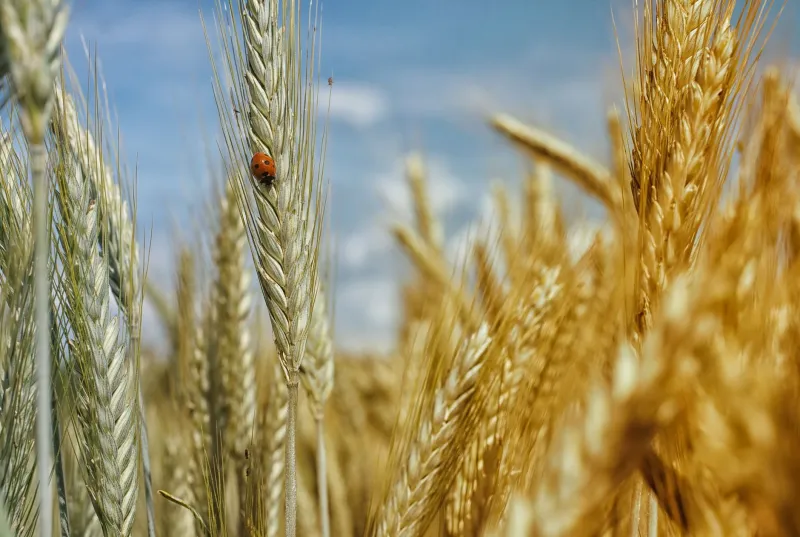 The Chemical Treadmill: How Conventional Farming Got Hooked on Pesticides — And Why Organic Gets Off the Ride