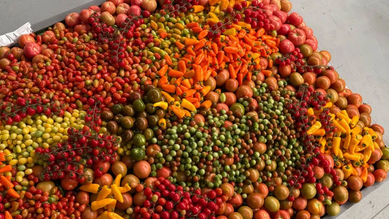 Extinct on Aisle Five: The Vegetables Your Grandparents Loved and the Farmers Bringing Them Back