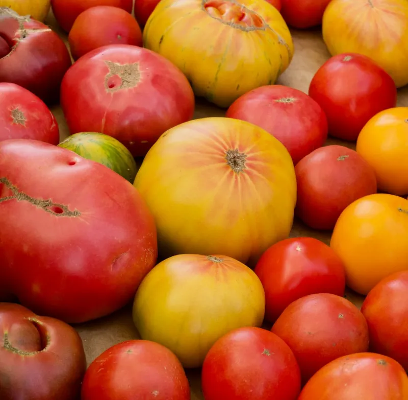 Same Tomato, Totally Different Bite: The Week-to-Week Science Behind Farmers Market Flavor