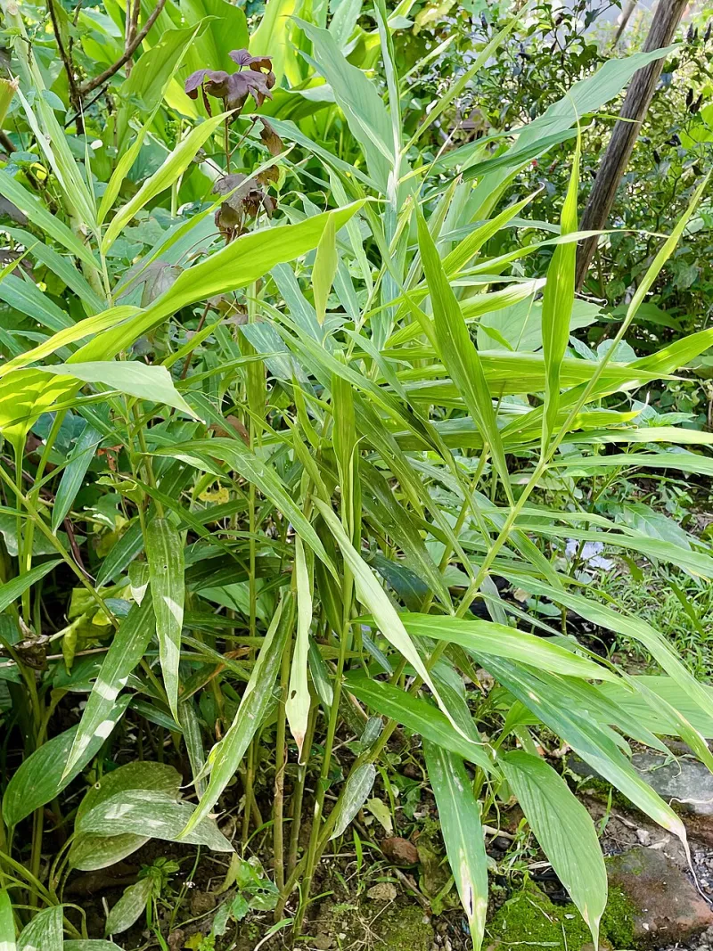 Why Fresh Herbs Made Me Put Down the Salt Shaker for Good