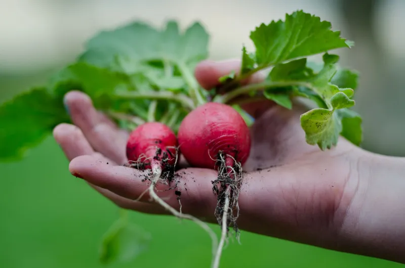 Your Gut Is Listening to Your Soil: The Surprising Science Behind Why Organic Food Hits Different