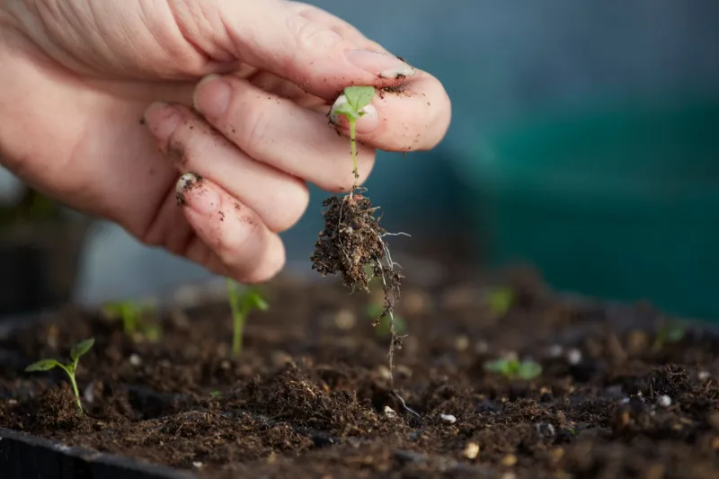 Meet the Microbes: How Living Soil Sends Healing Messengers Straight to Your Body