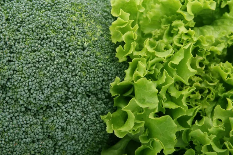 The Wait Is Worth It: How Organic Produce Actually Gets Better After It Leaves the Farm