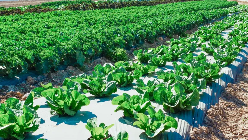 What's Really Growing in That Carrot: The Surprising Science of Organic Produce and Your Body's Defenses