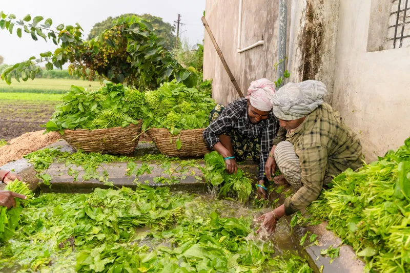 Peak Season, Peak Nutrition: The Science of When Your Organic Spinach Actually Has the Most Iron