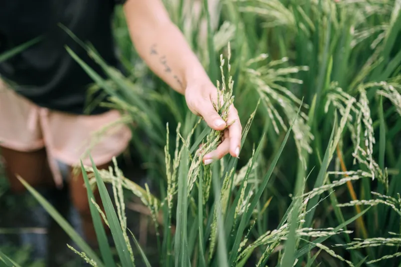 Beneath Every Bite: How Regenerative Farms Are Bringing American Soil Back to Life