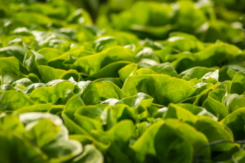 Same Lettuce, Different Story: How the Month You Buy It Changes Everything Inside