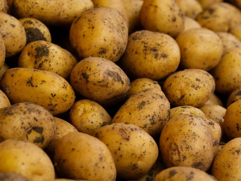 What Lives in Your Gut Might Depend on What Lived in Your Soil