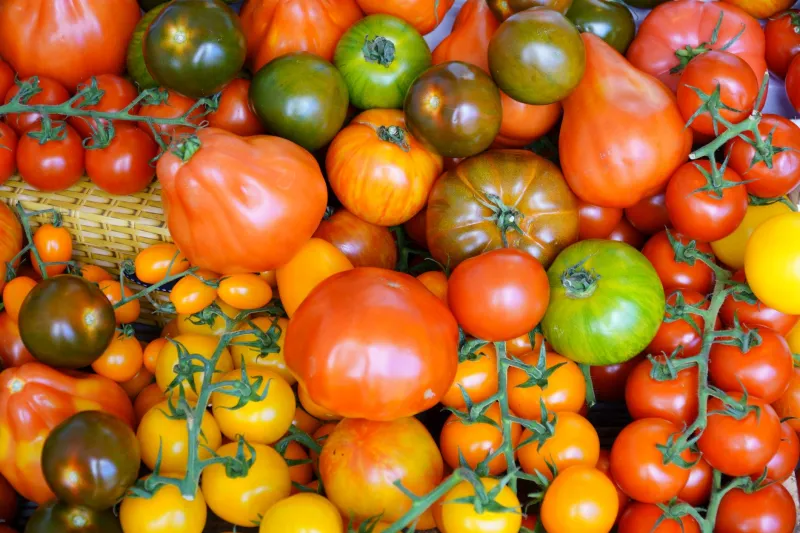 Why Your Tomato Tastes Like Nothing (And How Organic Growing Actually Fixes That)